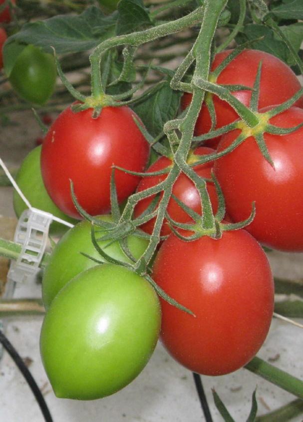 Moisture content: Tomatoes contain 95% moisture by weight.