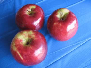 Moisture content: Apples contain 84% moisture by weight.