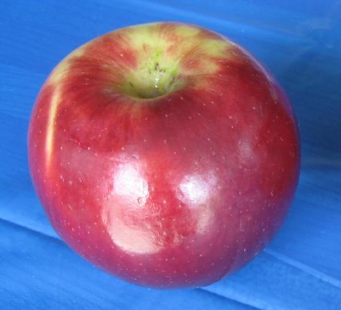 Enhanced Sweetness: Apples contain 10.5% sugar and about 84% moisture.