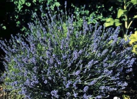 Sweet Lavender Lavendula spp.