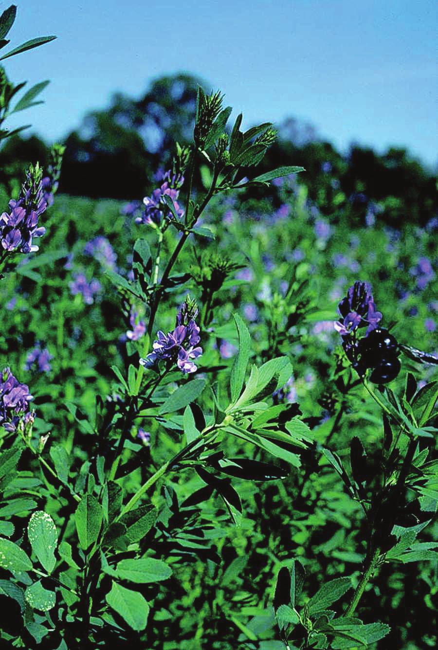 Alfalfa may be planted from October 1 to November 15 when soil moisture is adequate for good germination.