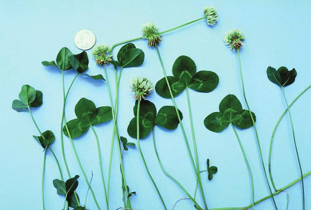 per acre if broadcasted, followed by disking and cultipacking. White Clover White clover (Trifolium repens) is a cool-season legume that spreads by creeping stems that root at nodes.