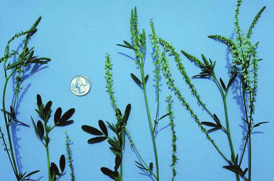 Sweetclover Sweetclover (Melilotus alba) was recognized in the early 1900s as a good soil-improvement crop and was used extensively in the corn belt and Great Plains of the United States.