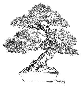 B O N S A I N O T E B O O K Austin Bonsai Society P.O. Box 340474 Austin, Texas 78734 The Austin Bonsai Society is a nonprofit organization which exists to help in providing guidance and education