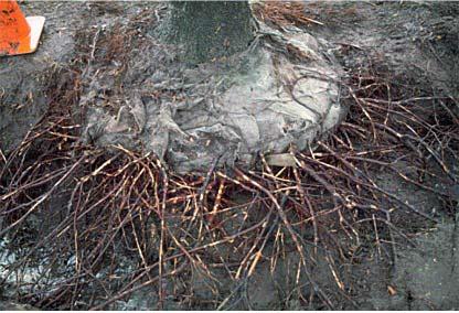 Synthetic burlap can cause problems These roots grew through this artificial burlap with