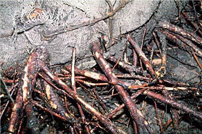 Girdled roots Each of these roots is very easy to break off at the
