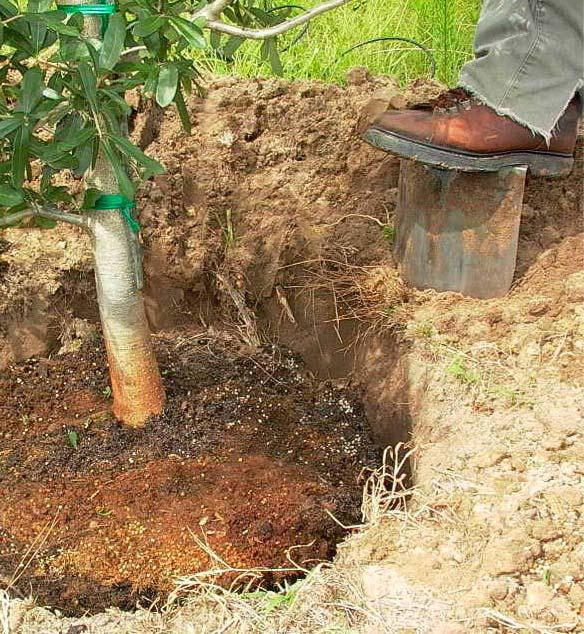 Enlarge the hole Raise this root ball, add soil to the hole, and pack it