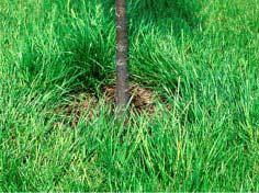 Improper mulching If turfgrass grows up to the trunk, trees often perform poorly Turf and
