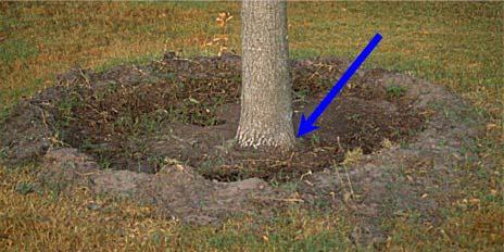 Mulch your berm Prevent soil from being washed over the root ball by covering soil berms