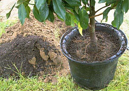 Remove excess soil - containers If the top-most root is too deep, remove soil from the top of the root-ball so