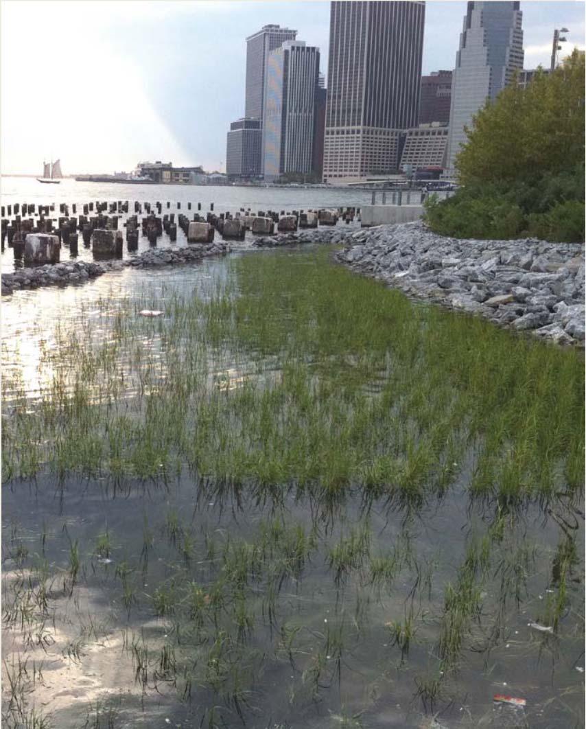 ACTION: DEVELOP CLIMATE RESILIENT BUILDINGS AND INFRASTRUCTURE Department of City Planning Analysis of urban design implications of enhanced flood protection for buildings Study of best practices for