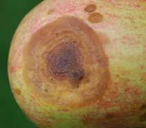 Apple/Pear Diseases Fire Blight of Apple and Pear (Erwinia