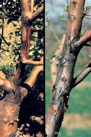 severity Some dwarf rootstocks highly susceptible Avoid