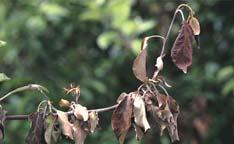 infections if possible, especially on young trees Prune out