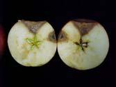Wet conditions increase infection. Fruit infection can occur as early as bloom, more prevalent mid to late season.