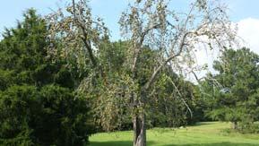 Pear trees have fewer disease issues