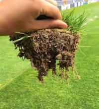 FINE TURF OUTFIELD Renovation = Key Window This is the most crucial time of any sports pitch managers year get it wrong and you must deal with the consequences for a year at least.