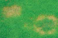 This disease develops almost invariably in the leaf tissues forming diffuse, coalescing patches of bleached turf that support characteristic red needles (sclerotia) of accumulated fungal mycelium as