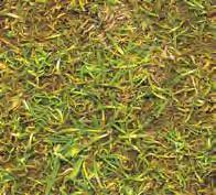 FINE TURF OUTFIELD Anthracnose Diseases The fungus Colletotrichum cereale (formerly C. graminicola) causes a Basal Rot and Foliar Blight infection in weak swards.