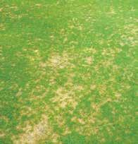 Basal Rot infections developing most often in meadowgrass turf during cool, wet weather and Foliar Blight develop on all grasses during warmer conditions.