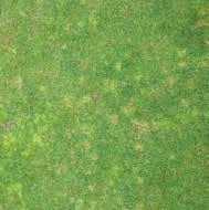 FINE TURF OUTFIELD Yellow Tuft (Downy Mildew) This disease is caused by the fungus Sclerophthora macrospora and is most commonly seen affecting bentgrasses although it often develops in Poa annua