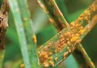 The most advanced symptoms of this disease are generally expressed in the spring or autumn months as excessive tillering through infected plants, giving the sward a mottled, tufted appearance.
