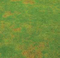 PROTECTION Rapid Blight This is a relatively new turf disease to affect cool-season grasses and it is caused by an organism that is not a fungus.