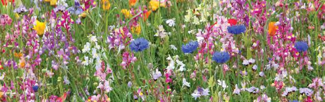 GRASS SEED Wild Flora In order to meet with the increasing demand for conservation mixtures DLF have formulated twelve seed mixtures, each designed to recreate a particular habitat.