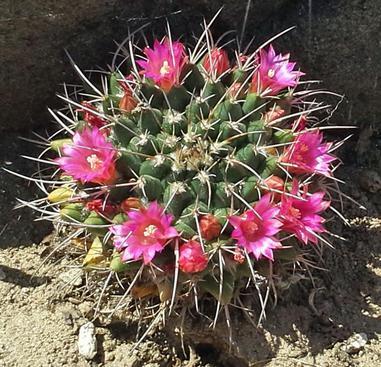 April 11, 2017 Propagation of Cacti and Succulents Rob Roy MacGregor Rob showed how to be cruel in order to be kind; to be drastic in order to propagate