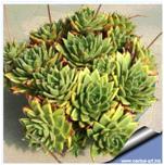 Plant of the Month Echeveria agavoides I have written about several large specimen plants that one could use in a dry landscape setting in the central valley.