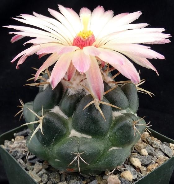 Page 5 Plant of the Month : Coryphantha Coryphantha and Escobaria are two moderate sized genera (57 and 23 species respectively) of small North American cacti similar in appearance to Mammillaria and