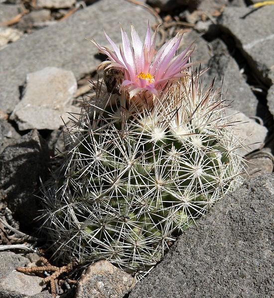 While all plants in this group are relatively Coryphantha elephantidens small, many can form good sized clumps in time (much like Mammillaria).