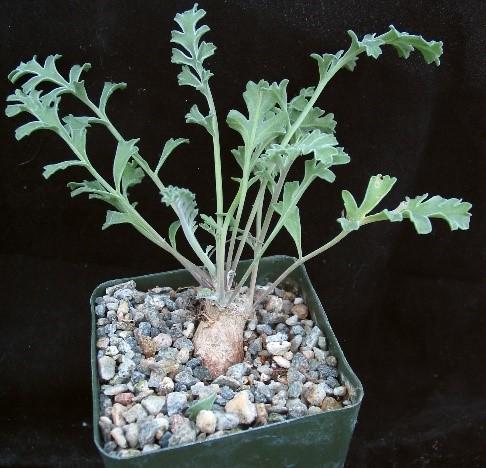 What few people realize is that there are a large group of true species Pelargonium (not hybrids) that are wintergrowing succulents well suited for cultivation in California.
