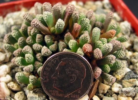 Page 4 Plant of the Month : Miniatures by Kyle Williams This month we aren't focusing on a specific genus or family of plants.