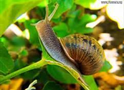 Snail Insect