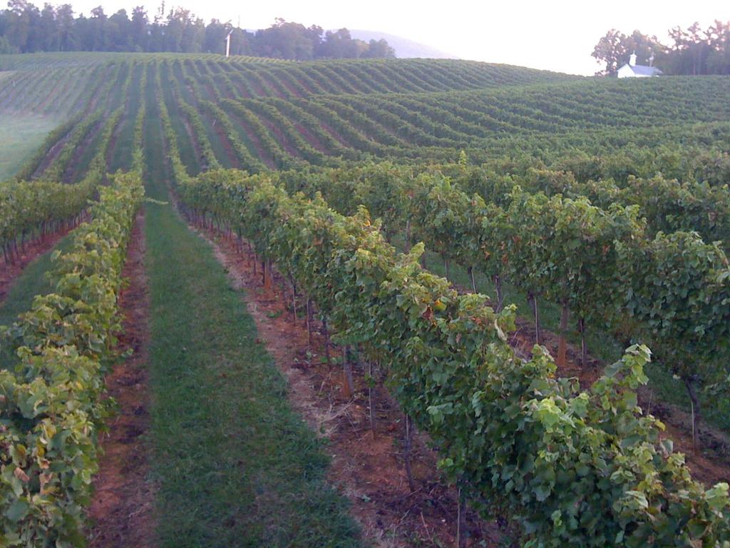 Fundamentals of Vine Management (vine training, trellis, planting, early vine training, nutrition,