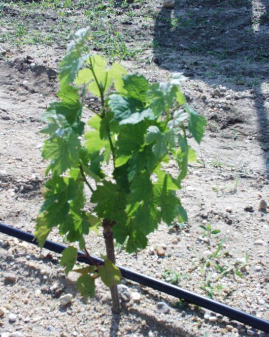 Nurseries and Vines # of Vines to Order Nurseries When to Order What to