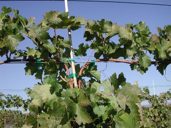 Early vine training Two trunks,