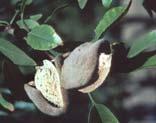 Almond hull split Proposed benefits of RDI for almonds during hull split: 1) Speed up Hull