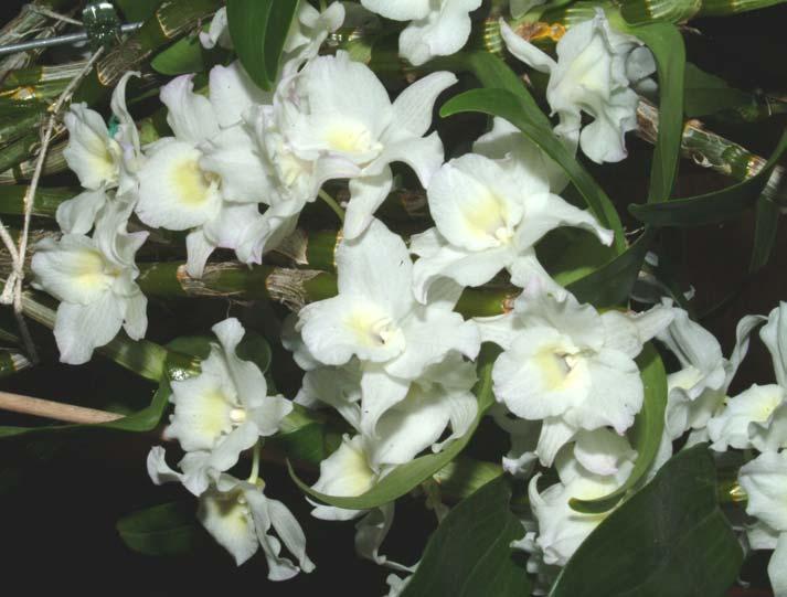 Phalaenopsis Beatrice Krull Smith x P.