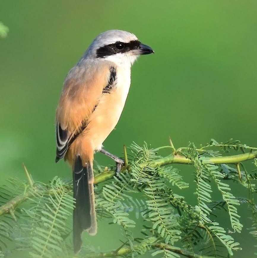 I S O U R N E I G H B O U R H O O D Rufous backed Shrike Actual Site Picture A place that any ornithologist would have happily taken recluse in.