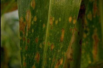 As the season progresses, nearly all leaves of a susceptible plant may be covered with lesions, giving the plant the appearance of having been injured by frost (Figure 20).
