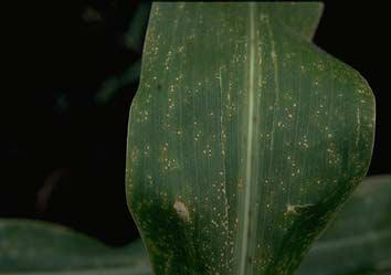produces fungal fruiting bodies, that may be evident as small, black specks within the dead tissue in the lesion (Figure 23). Yellow leaf blight is favored by cool, wet weather.