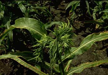 MISCELLANEOUS CORN DISEASES Crazy top Crazy top of corn is caused by the downy mildew fungus, Sclerophthora macrospora.