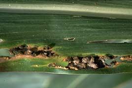 Infected plants may produce premature, bleached and dead tassels. Severely infected plants may die prematurely.