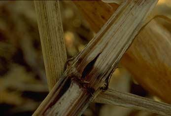 next in soil, in infested corn residues or on seed. Stalk rot pathogens enter the corn plant in a variety of ways.