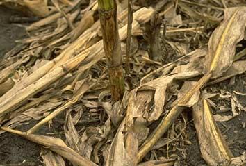 Fusarium stalk rot causes a rotting of the roots, crown and lower internodes of infected corn plants. The rotting normally begins soon after pollination and becomes more severe as plants mature.
