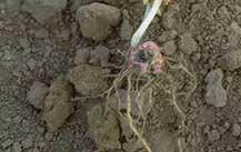 Figure 1. Seed rot and preemergence seedling blight. preemergence seedling blight, the coleoptile and developing root system tend to turn brown and have a wet, rotted appearance (Figure 1).