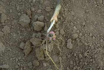 The Pythium species that cause seedling blight are soil inhabitants and survive as saprophytes colonizing crop residues.