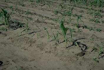Seedling blight problems may also lead to uneven stands (Figures 5 and 6). Figure 4. Poor stand due to seedling blight.